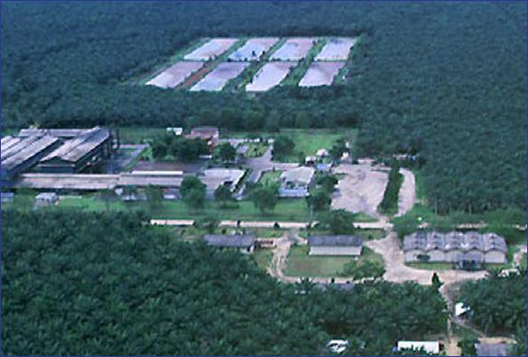 Construction and Operation of Palm Oil Processing Mill in Tarjuowonin